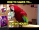 Différentes danses présentées avec des oiseaux !