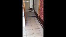 Ce petit chat se fait malmener par cette adorable souris !