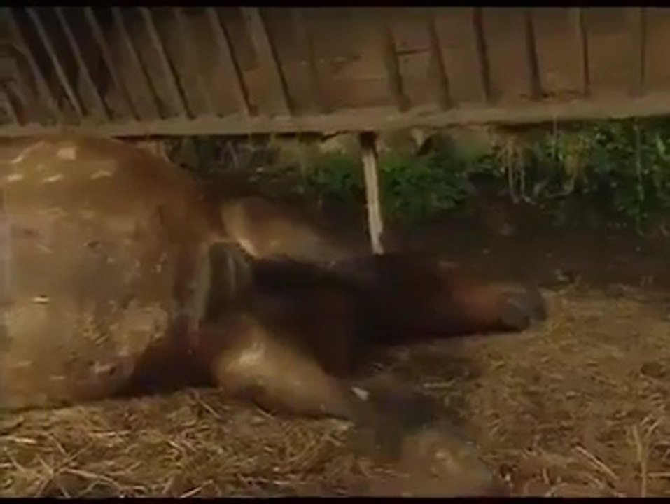 The pains of horses