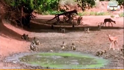 Pha bứt phá thoát chết ngoại mục khi đối diện với kẻ săn mồi hung dữ và tàn bạo