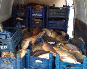 Elazığ'da Kaçak Avlanan 2 Ton Balık Ele Geçirildi