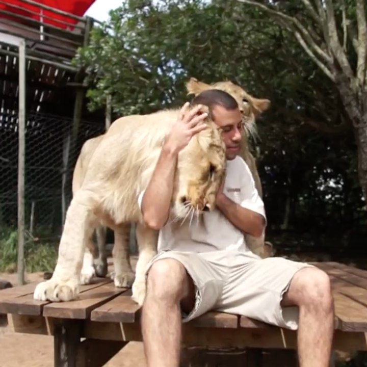 Man plays with two lions.