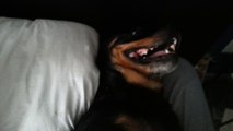 Ce chien rottweiler ne veut pas se lever du lit de son maître et fait semblant de s'énerver