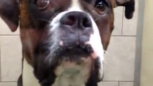 Ce boxer attend son maître chez le vétérinaire, quand il arrive sa réaction est magique !  1