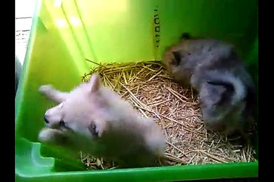 Chiots spitz nés le 26 Mars