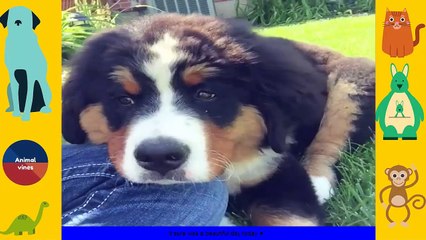 All of Animals Fun ✔✔ Funny Animal Compilation ✔✔