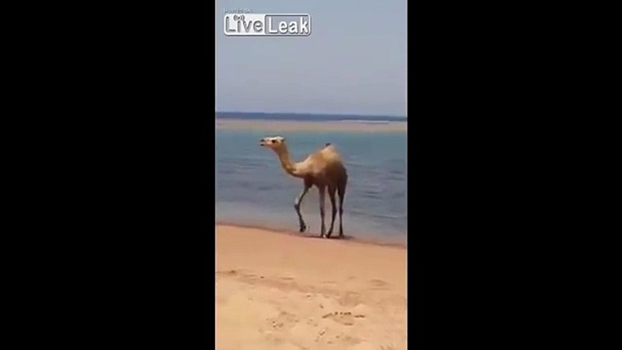 جمل يهرب من حرارة الجو بالاستجمام على الشاطيء