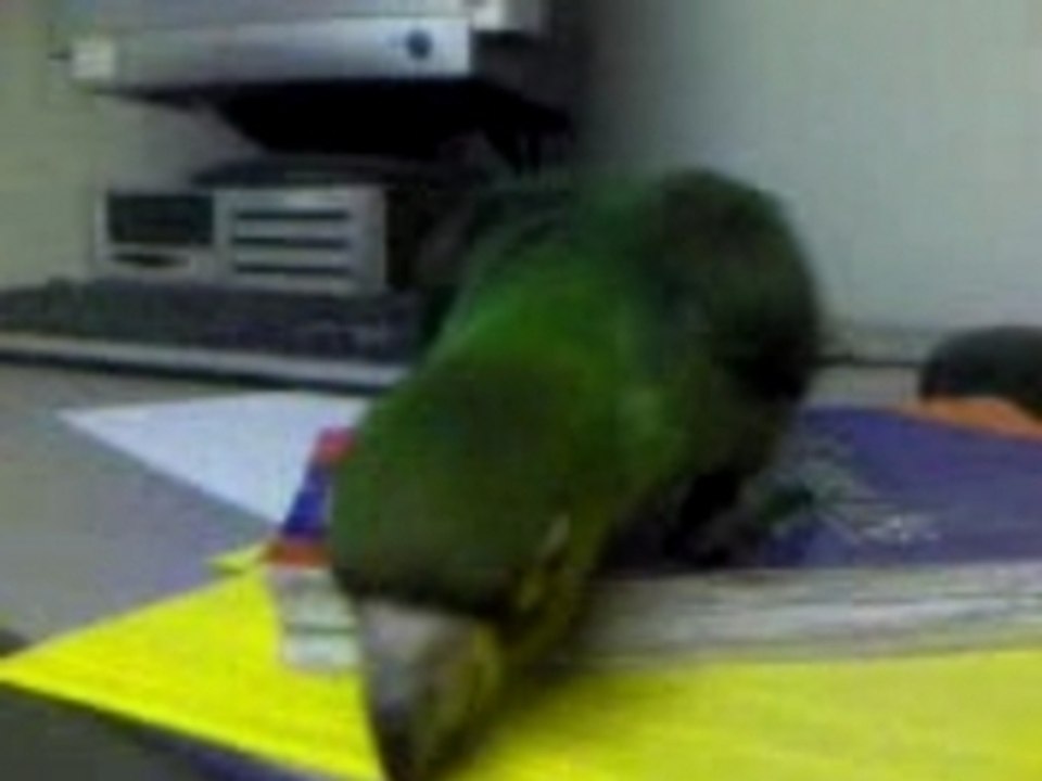 petit perroquet