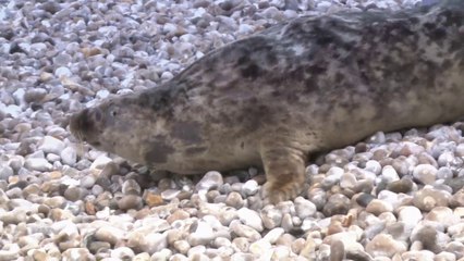 Retour dans la Manche pour Purple, le phoque gris.