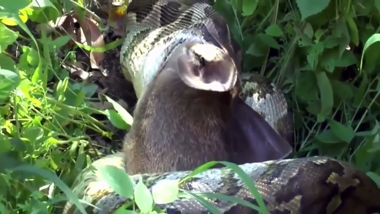 اقوى مشاهد الافتراس 2016. عملاق افعى اناكوندا يقتل و يبتلع غزلان