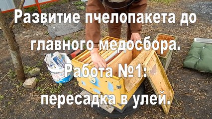 The development of bee packages. Work №1: Transplant bee packages to the hive.