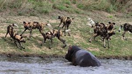 Wild Dogs attacking a Hippopotamus