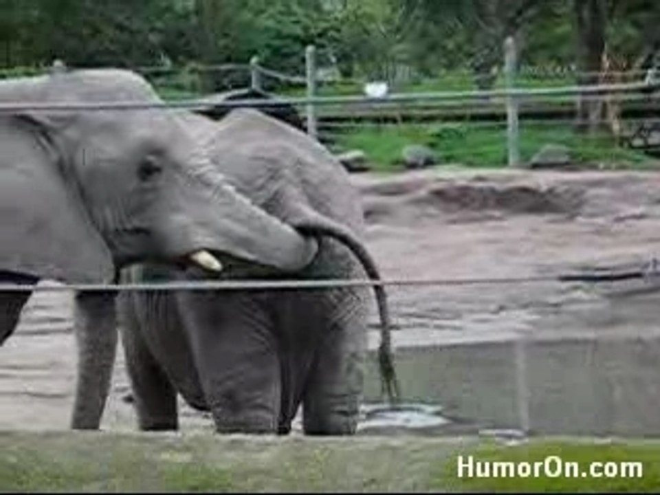 Elephant_poo