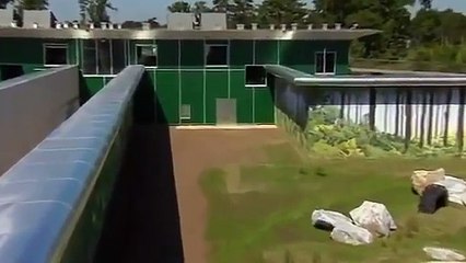 Après 30 ans passés en cage, ils découvrent la couleur du ciel pour la première fois !