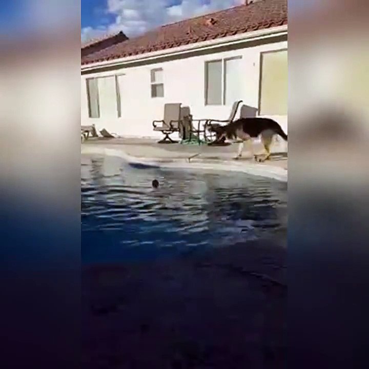 Clever Dog Get His Ball Back