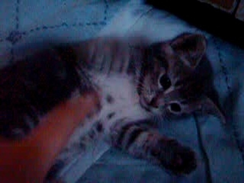Chaton01.07.07