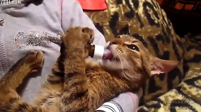 Cat drinking milk