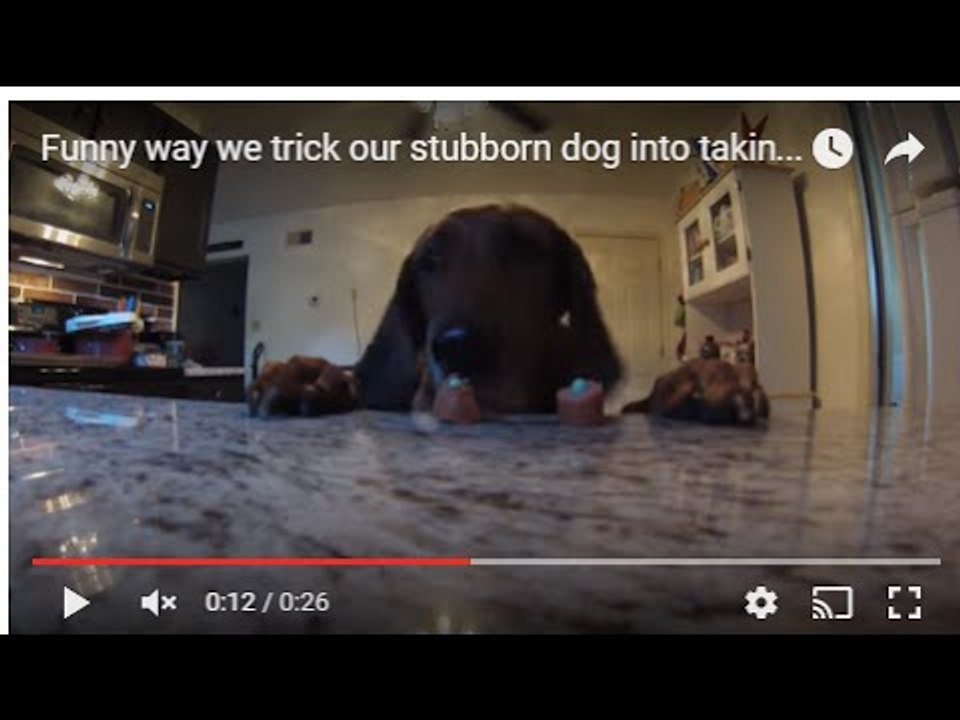 Owner Tricks Dog Into Taking Her Meds