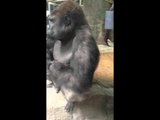 Angry Gorilla Bangs on Glass, Moons Crowd at Zoo