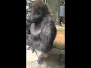 Video herunterladen: Angry Gorilla Bangs on Glass, Moons Crowd at Zoo