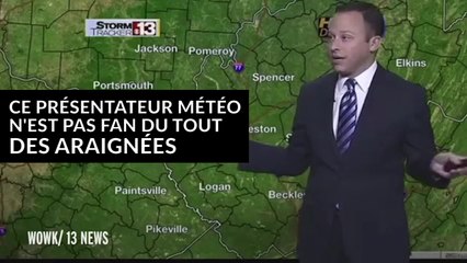 Ce présentateur météo hurle en direct en voyant une araignée