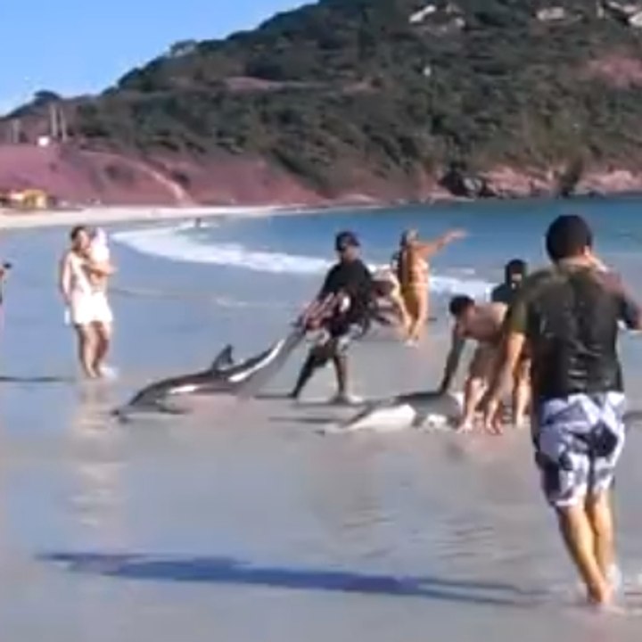 Algumas pessoas tentam salvar golfinhos