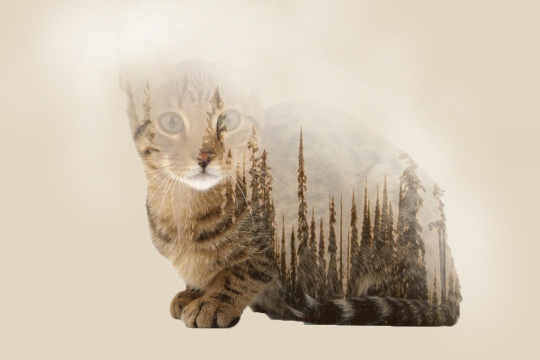 Photoshop Tutorials - Double Exposure