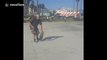 Dogs rides a skateboard at Venice Beach, California