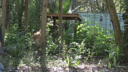 FAQ Friday: Releasing Big Cats Into The Wild