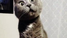 Ce chat a une expression très drôle, on dirait qu’il est tout le temps surpris !