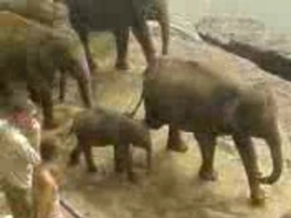 Elephants kandy