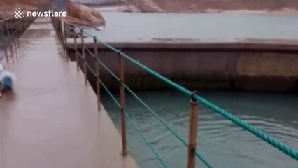 Tourist and zoo keeper killed by walrus