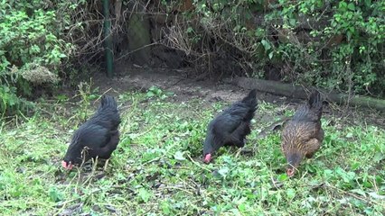 Comment faire pondre une poule et ce qu'il faut savoir pour prendre soin d'elle