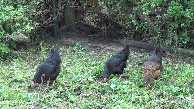 Comment faire pondre une poule et ce qu'il faut savoir pour prendre soin d'elle