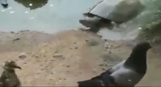 Une tortue attaque un pigeon
