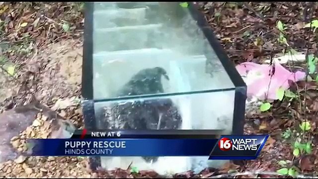 Trova Nel Bosco 2 Cuccioli Chiusi In Un Acquario: Quando Tenta Di Aprirlo Scopre Un'atroce Verità