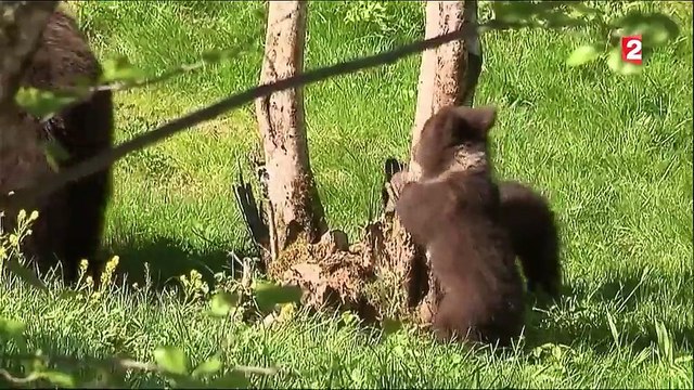 Val d'Aran : les premiers pas de trois oursons bruns