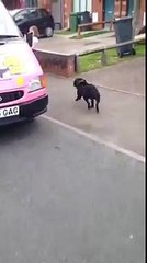 Un Cane Fa La Fila Al Furgone Dei Gelati: Il Modo In Cui Attende Il Suo Turno è Adorabile
