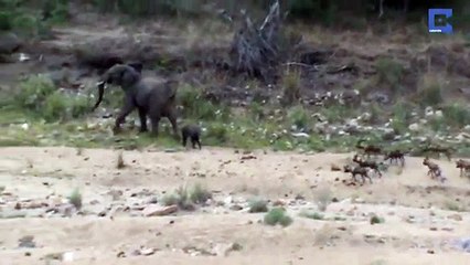 Il Cucciolo Viene Braccato Da Dei Licaoni, Ma Ciò Che Fa Il Branco è Fenomenale