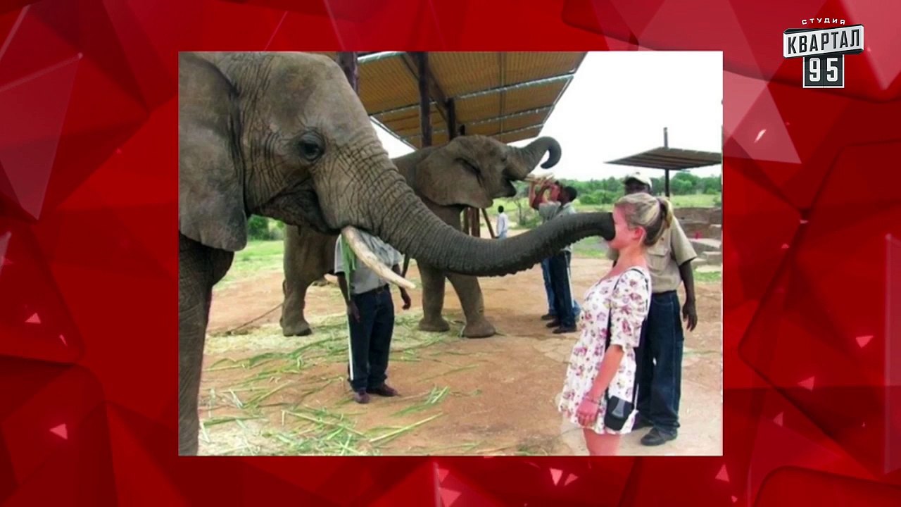 Смешные уроки английского языка от Чисто News - Урок 11 - Буква К, смешное видео