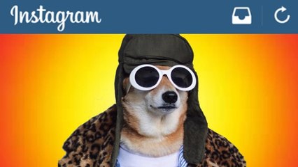 REAKCJE NA ZWIERZAKI Z INSTAGRAMA