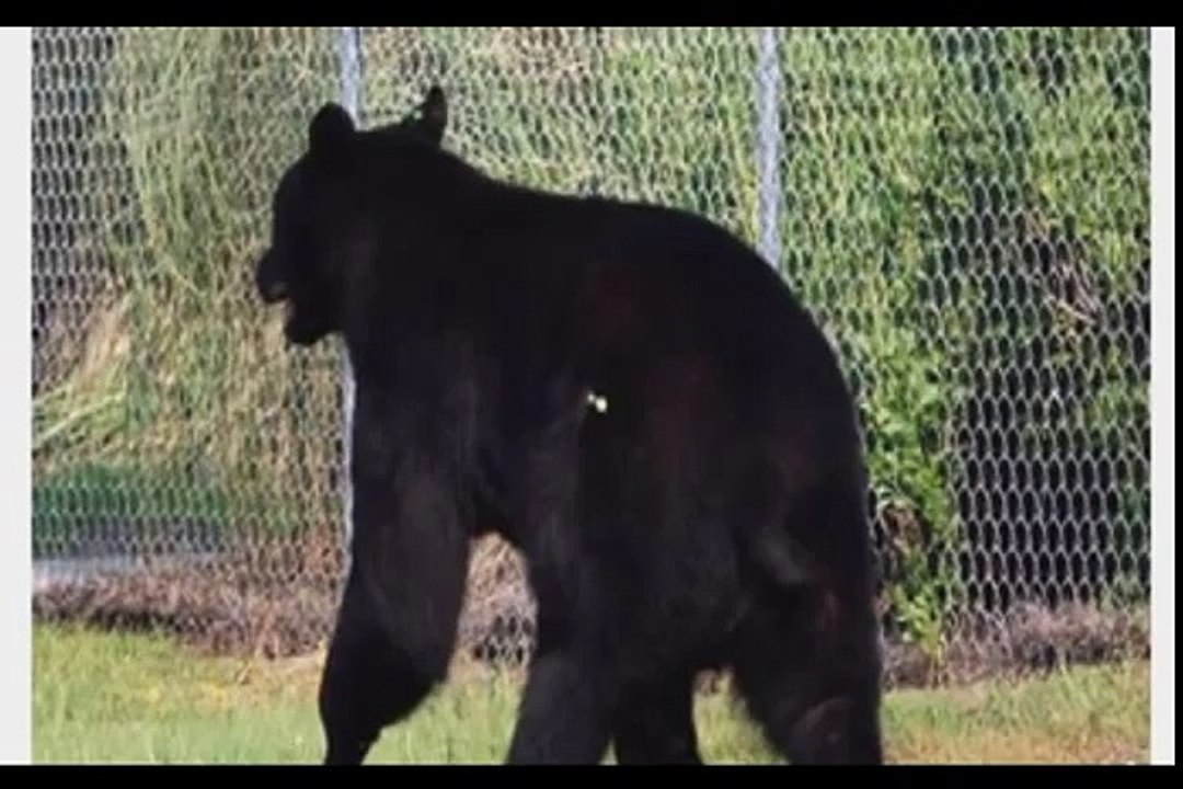 Man Saves A 375 Pound Black Bear From Drowning
