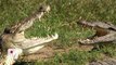 Man-Eating Nile Crocodiles Found in Florida