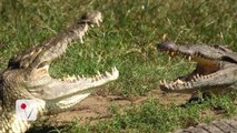 Man-Eating Nile Crocodiles Found in Florida