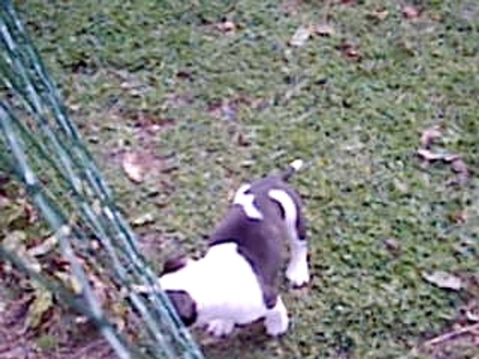 chiots 1