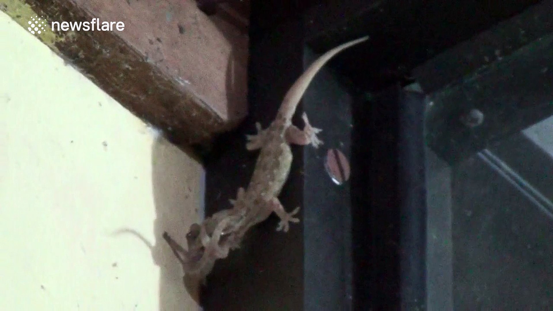 ⁣Cannibal lizard eats smaller lizard