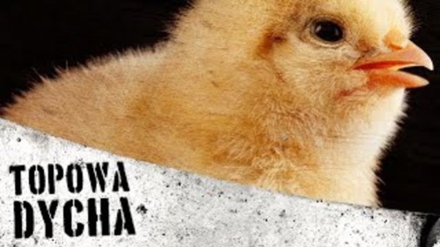 10 faktów, które zrobią z ciebie wegetarianina [TOPOWA DYCHA]