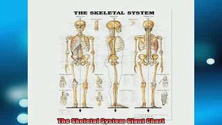 READ book  The Skeletal System Giant Chart Full Free