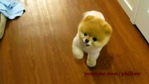 Boo 2 - Cutest and most fluffiest Dog EVER !
