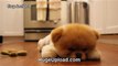 Boo - The World s Cutest Dog - Greatest Hits! ( All Videos HQ ) - MUST SEE!